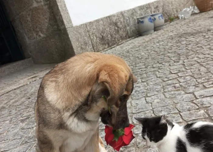 팜스테이 Quinta Do Sameiro *